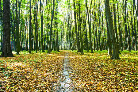 beautiful green forestの写真素材
