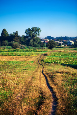 beautiful green forestの写真素材