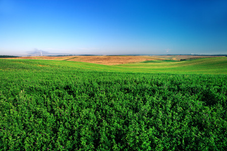 Green grass under blue skyの写真素材