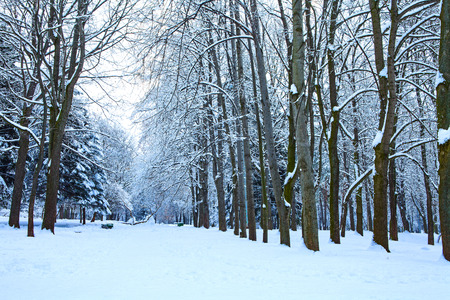 forest trees nature snow wood backgroundsの写真素材