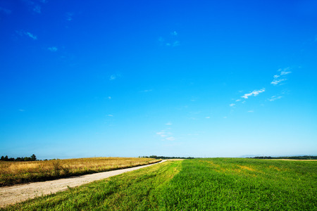 Green grass under blue skyの写真素材