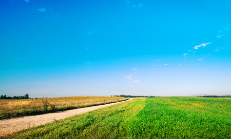 Green grass under blue skyの写真素材