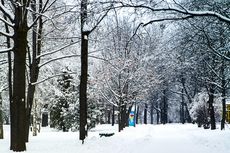 forest trees nature snow wood backgroundsの写真素材