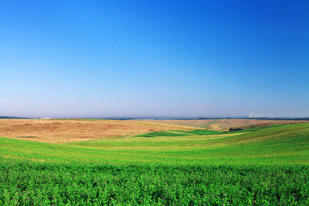 Green grass under blue skyの写真素材