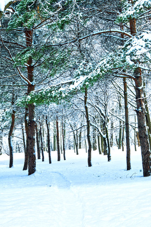 forest trees nature snow wood backgroundsの写真素材