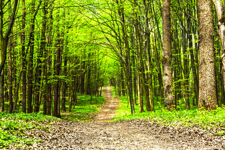 beautiful green forestの写真素材