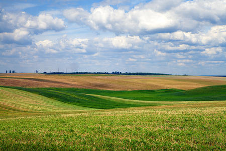 Green grass under blue skyの写真素材