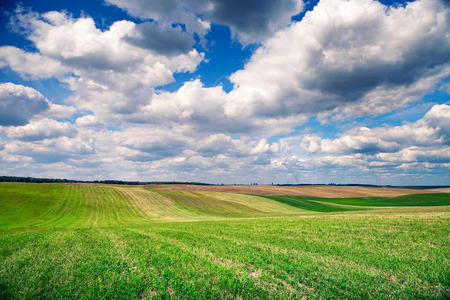 Green grass under blue skyの写真素材