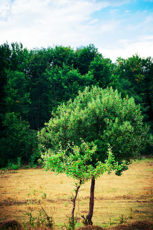 lonely treeの写真素材