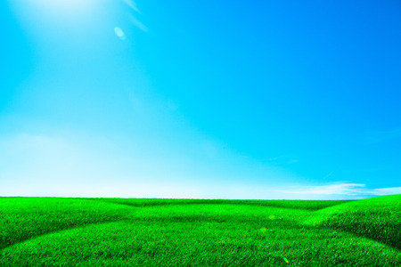 Green grass under blue skyの写真素材