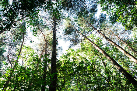 forest trees nature green wood sunlight backgroundsの写真素材