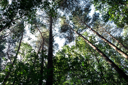 forest trees nature green wood sunlight backgroundsの写真素材