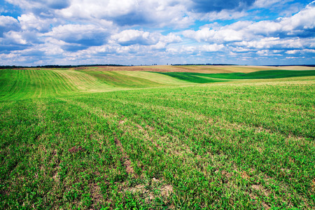 Green grass under blue skyの写真素材
