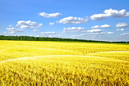 Beautiful spring field with the blue skyの写真素材