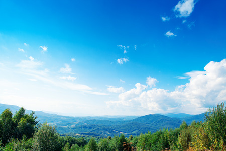 Pine tree forestの写真素材