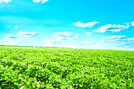 Green field under blue sky. Beauty nature backgroundの写真素材