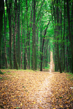 beautiful green forestの写真素材