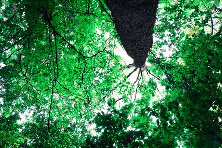 forest trees nature green wood sunlight backgroundsの写真素材