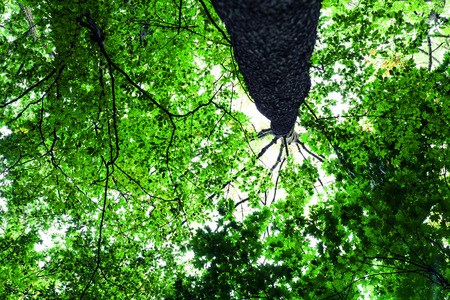 forest trees nature green wood sunlight backgroundsの写真素材