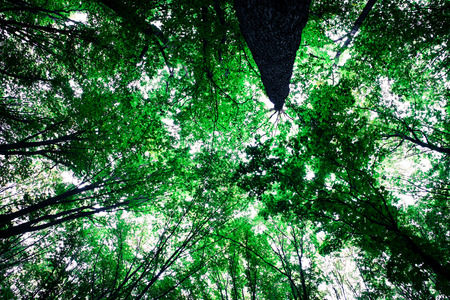 forest trees nature green wood sunlight backgroundsの写真素材