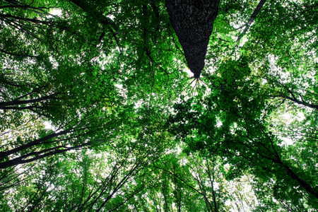 forest trees nature green wood sunlight backgroundsの写真素材