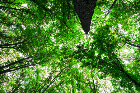 forest trees nature green wood sunlight backgroundsの写真素材