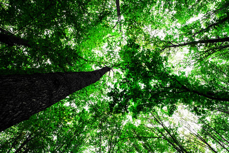 forest trees nature green wood sunlight backgroundsの写真素材