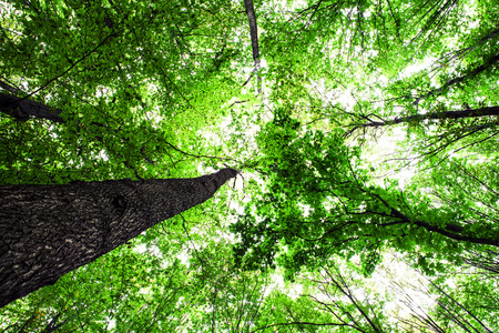 forest trees nature green wood sunlight backgroundsの写真素材
