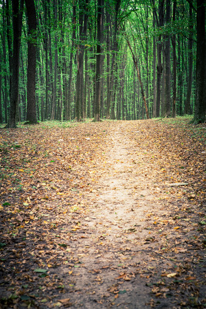 beautiful green forestの写真素材