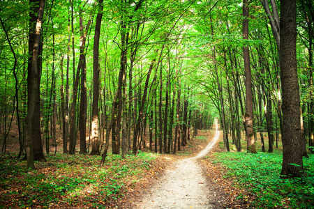 beautiful green forestの写真素材