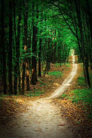 beautiful green forestの写真素材