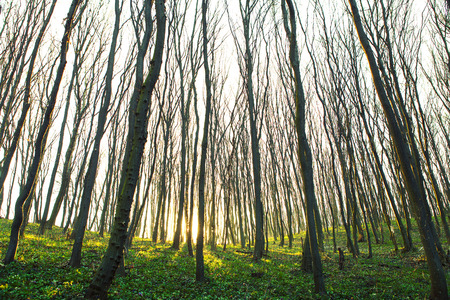 beautiful green forestの写真素材