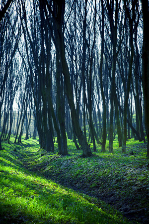 beautiful green forestの写真素材