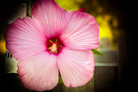 beautiful flowers made with color filtersの写真素材