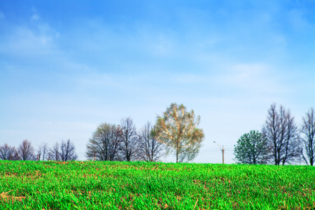 Beautiful spring field with the blue skyの写真素材