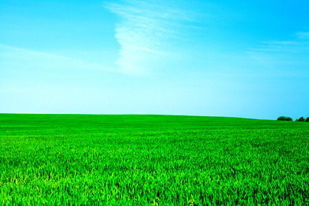 Green grass under blue skyの写真素材