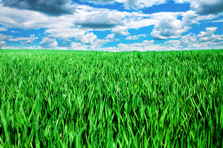 Green grass under blue skyの写真素材