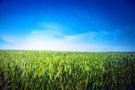 Beatiful morning green field with blue heaven