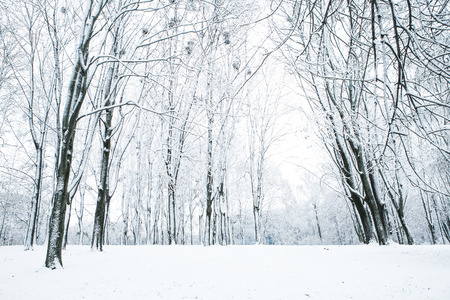 forest trees nature snow wood backgroundsの写真素材