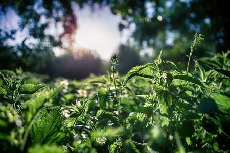 morning beautiful lightの写真素材