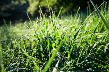 Green grass natural backgroundの写真素材