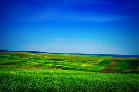 Green grass under blue skyの写真素材