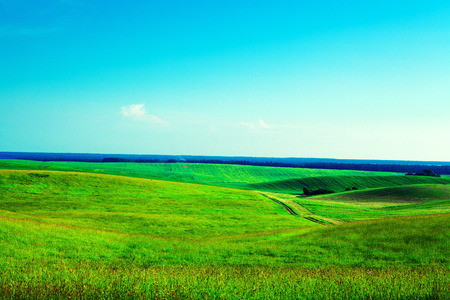 Green grass under blue skyの写真素材