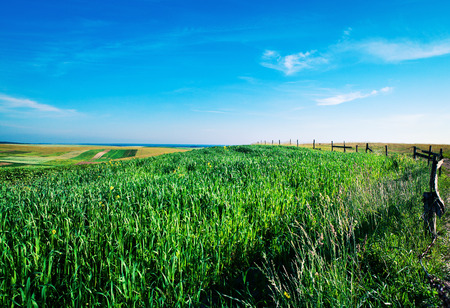 Green grass under blue sky