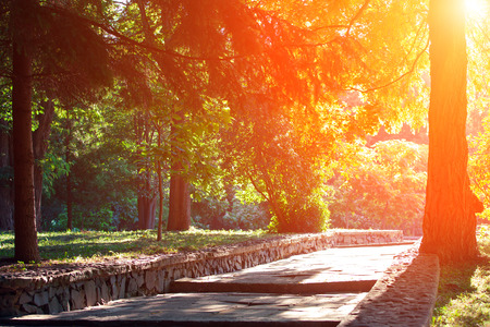 Beautiful avenue in to the parkの写真素材