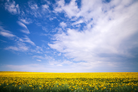 sunflower fieldの写真素材