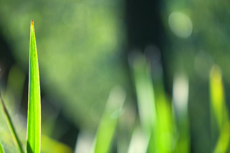 green grass backgroundの写真素材