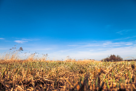 Wheat fieldの写真素材