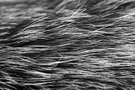 black and white animal fell texture