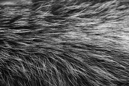 black and white animal fell texture